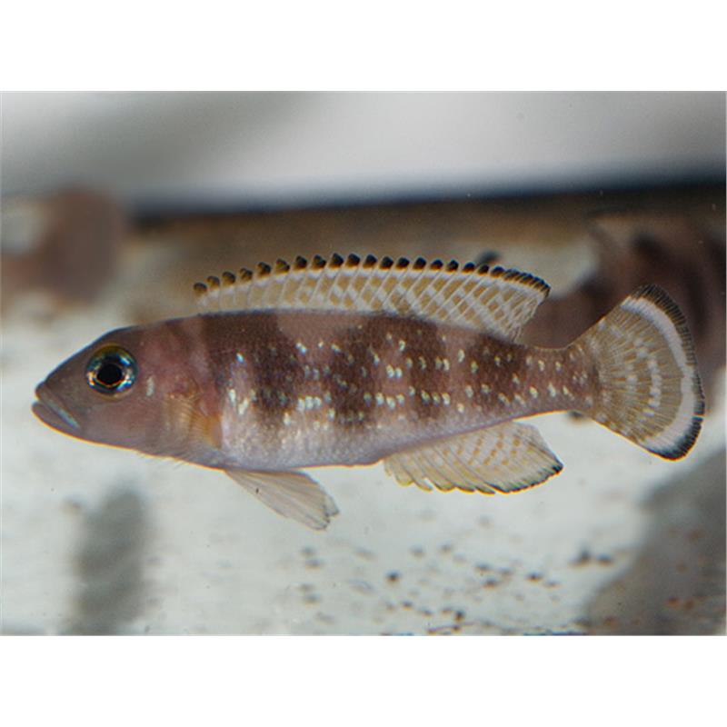 Lamprologus kiritvaithai - imagine 5